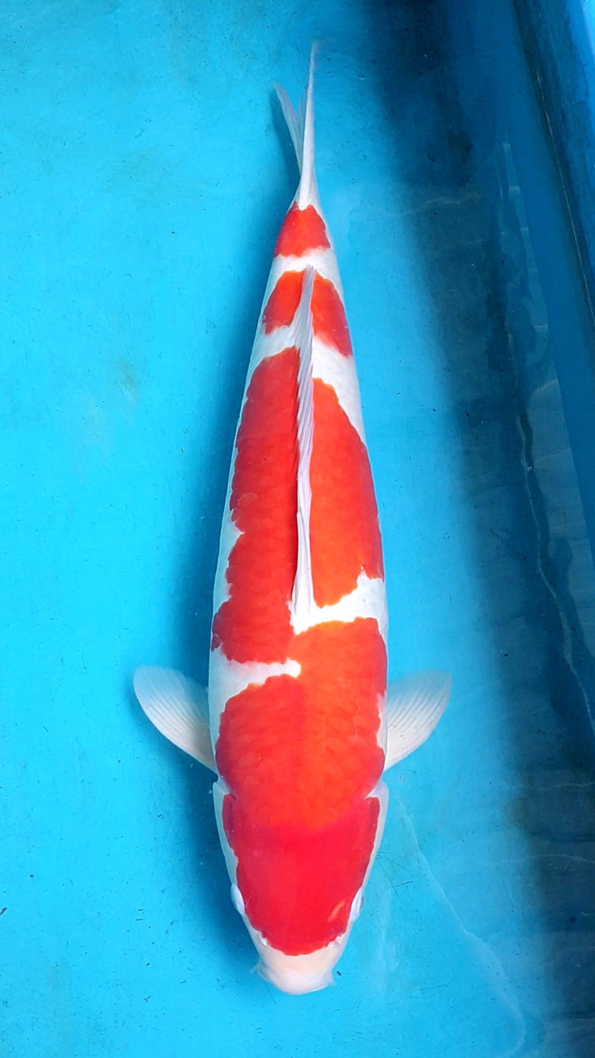 Juara 1
