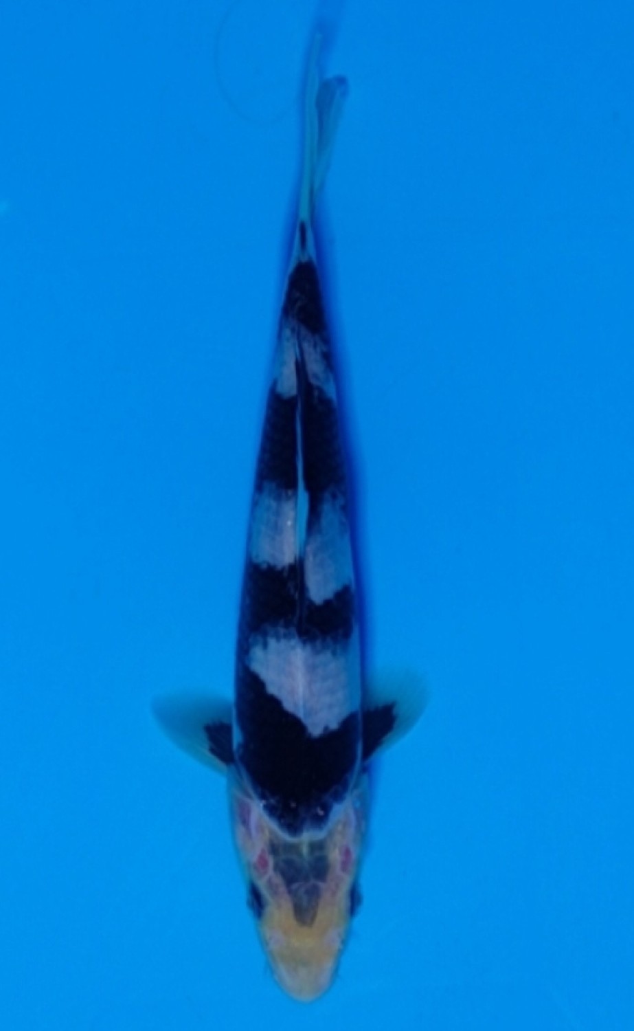 Juara 5