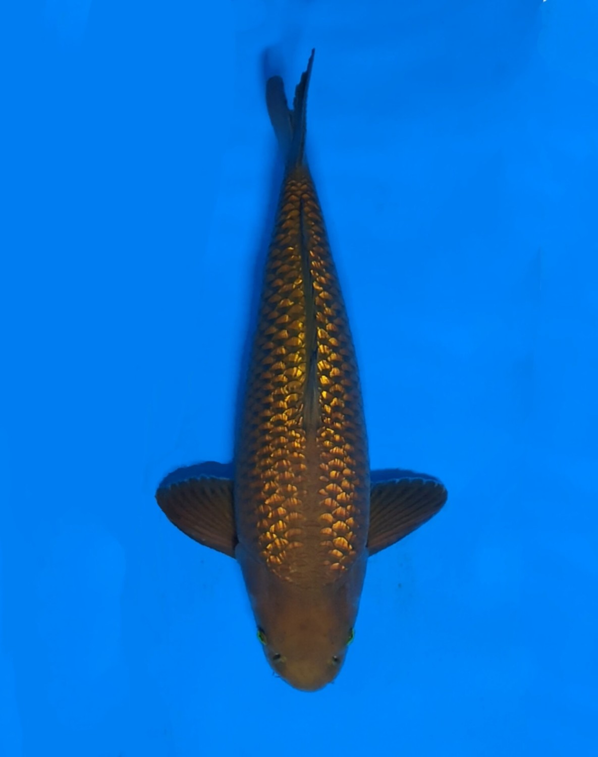 Juara 5