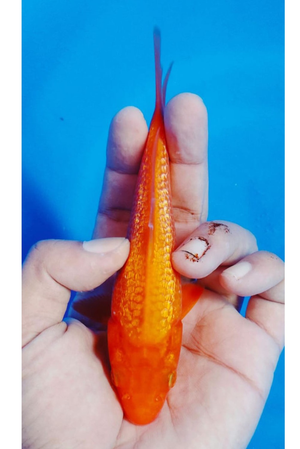 Juara 5