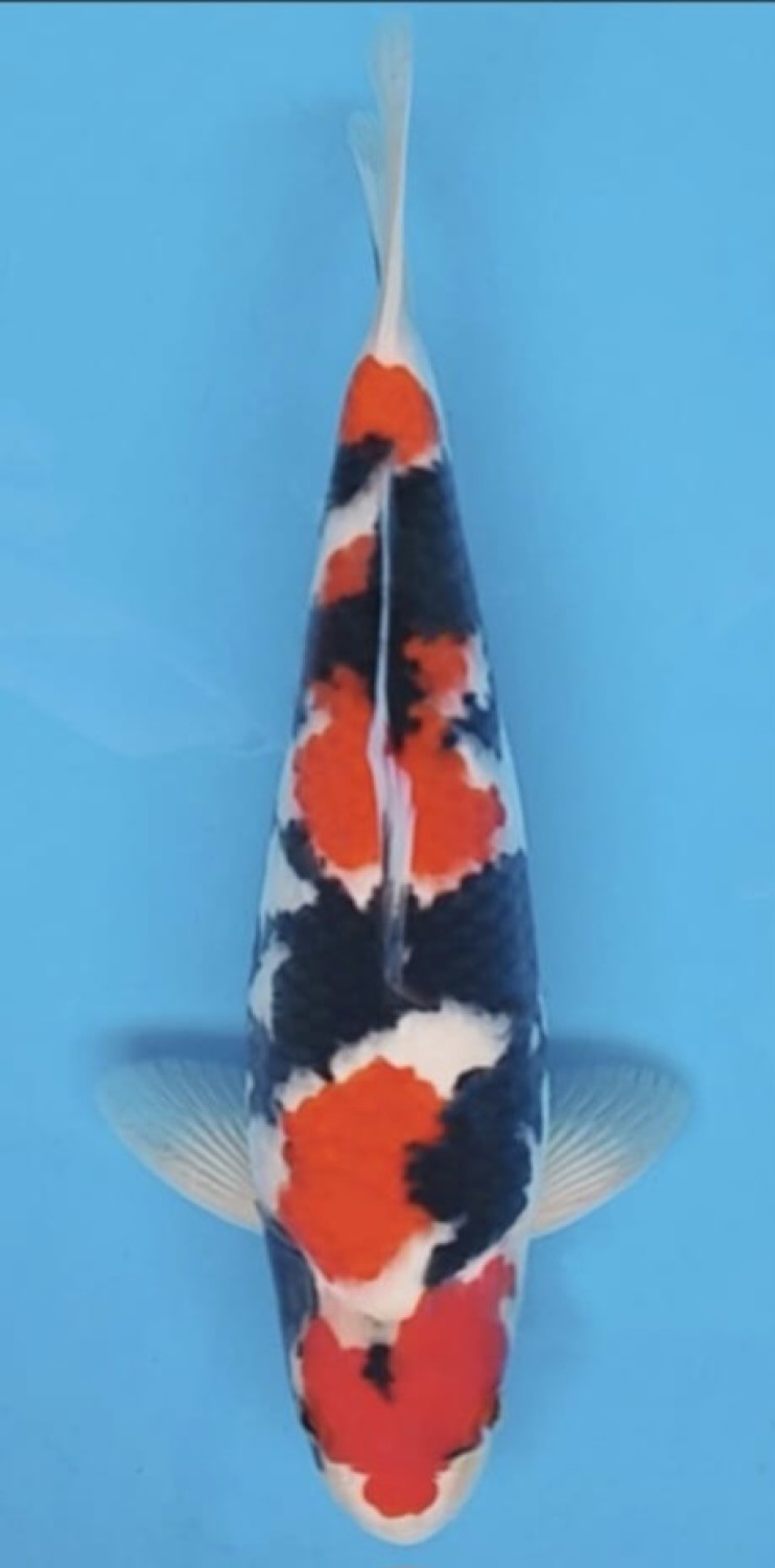 Juara 4