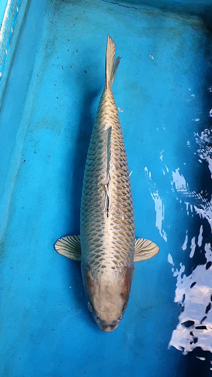 Juara 2
