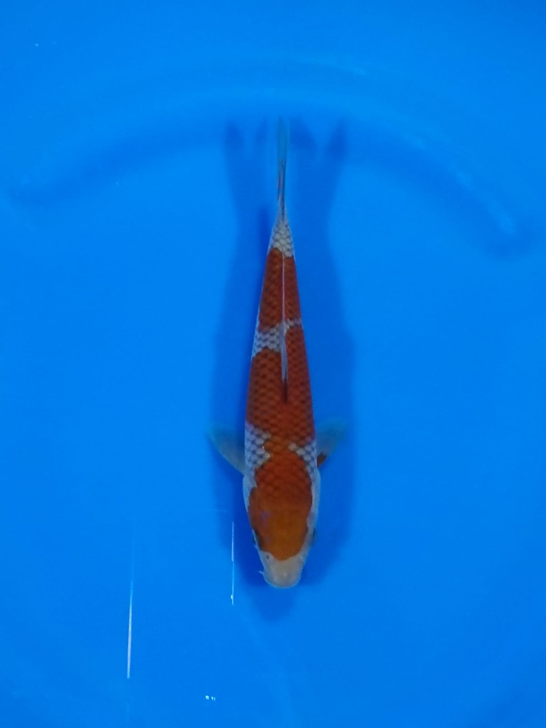 Juara 2