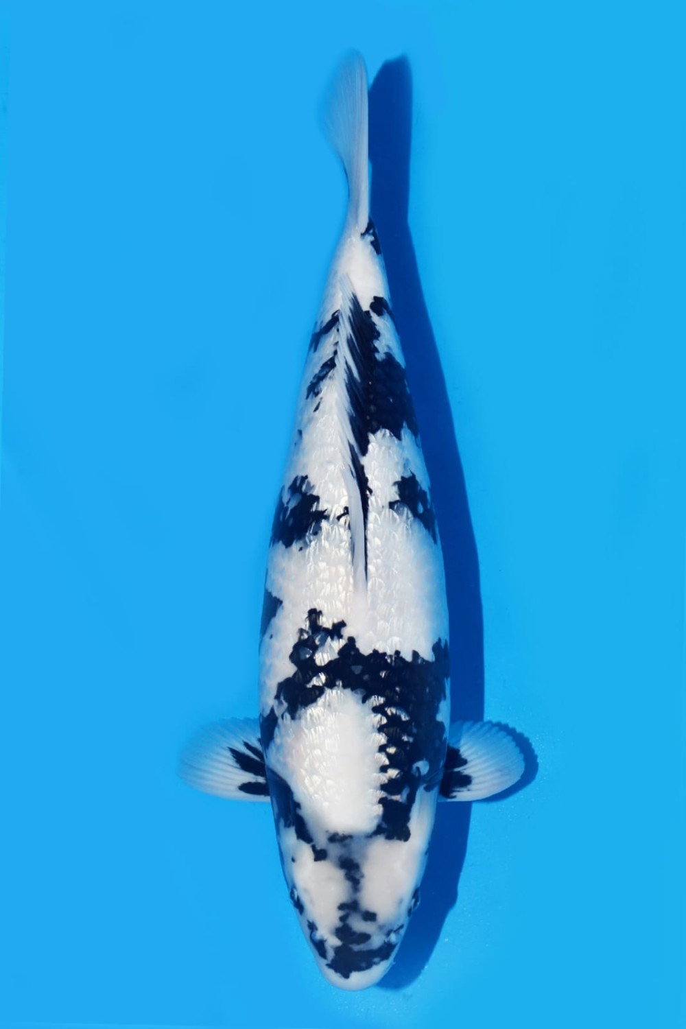 Juara 1