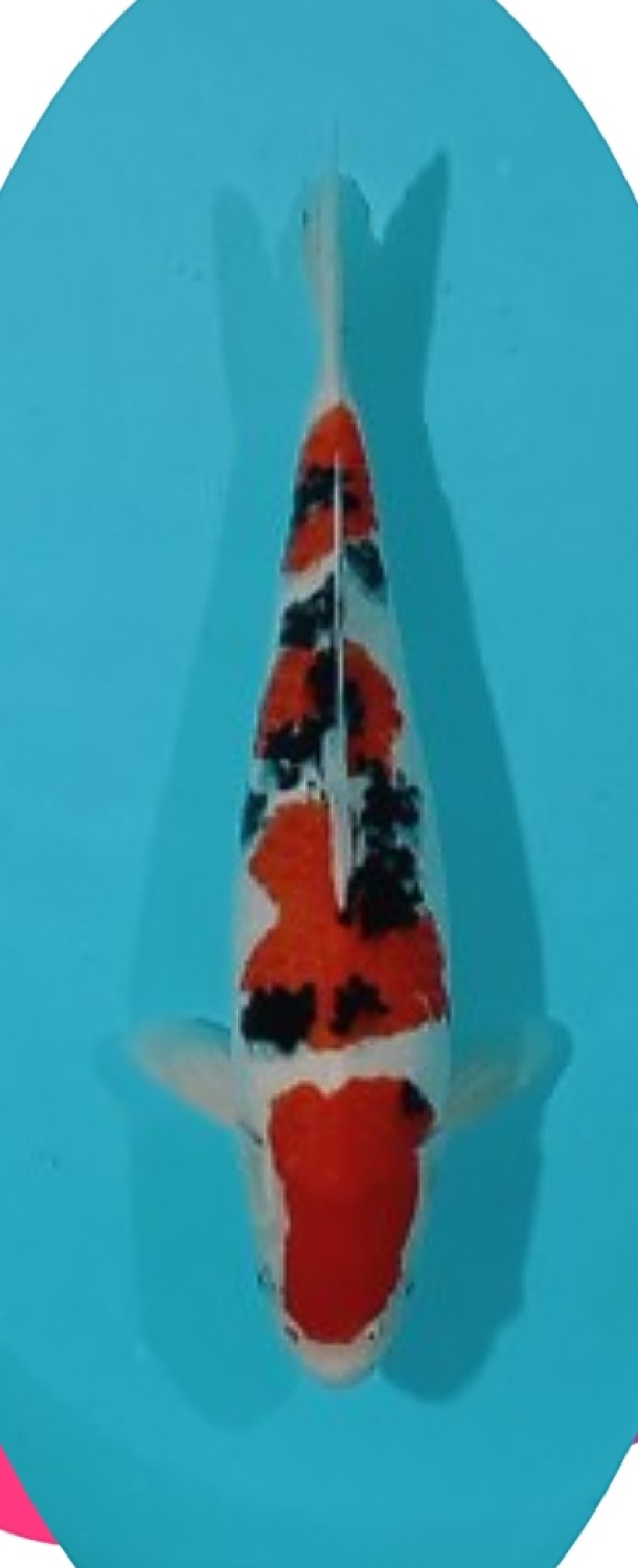 Juara 2