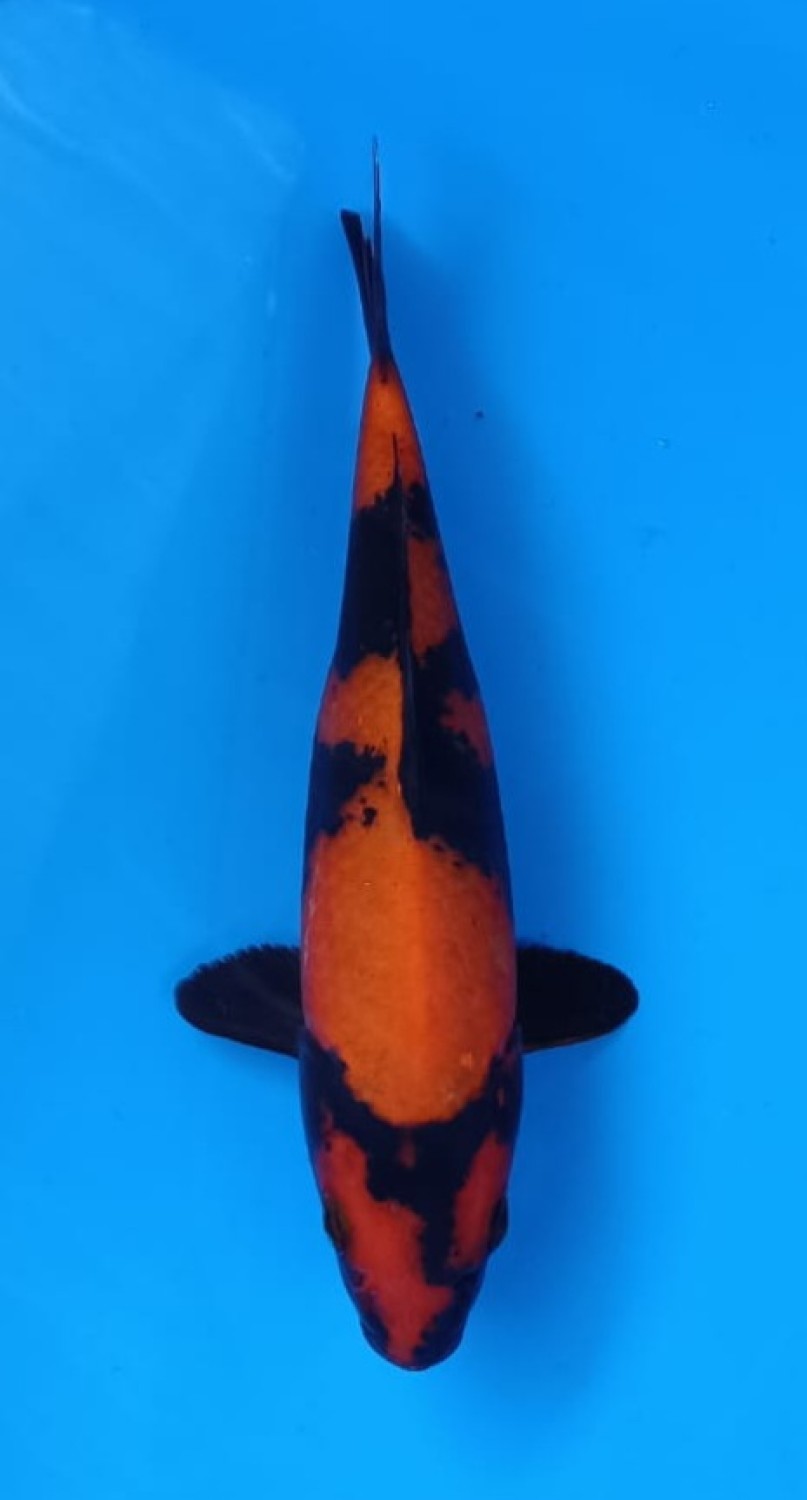 Juara 1