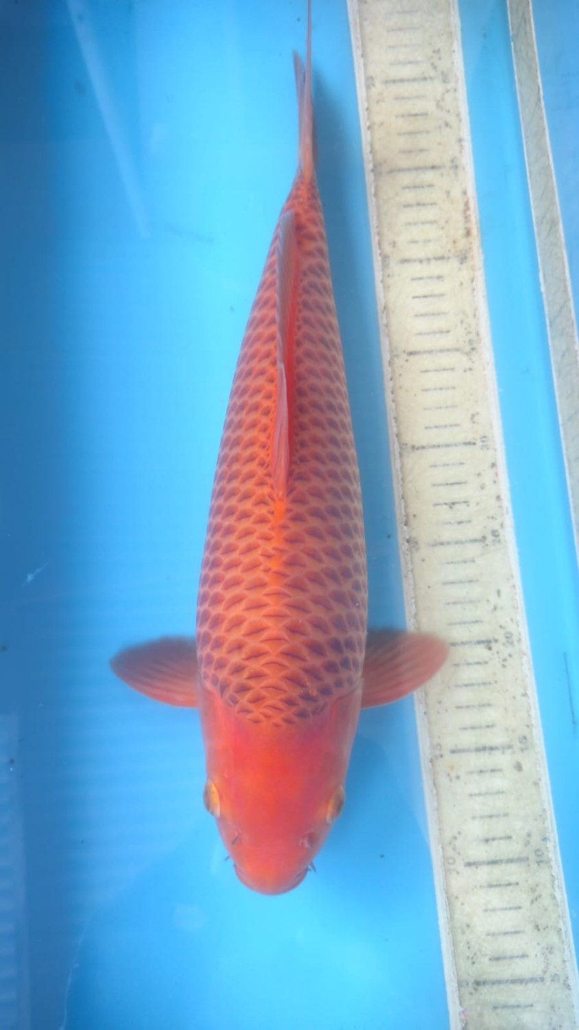 Juara 5