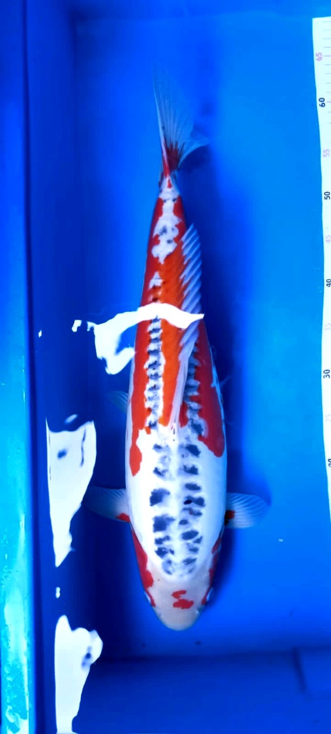 Juara 5