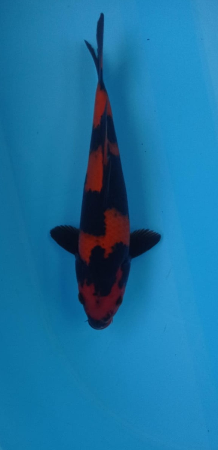 Best In Size D 21 - 25 cm