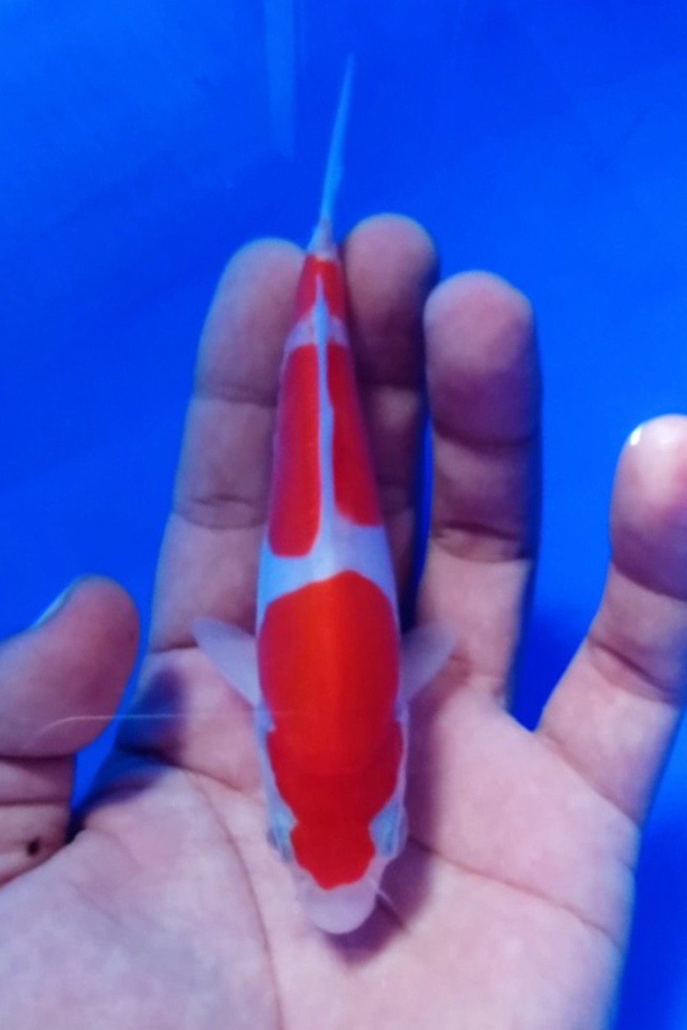 Juara 2