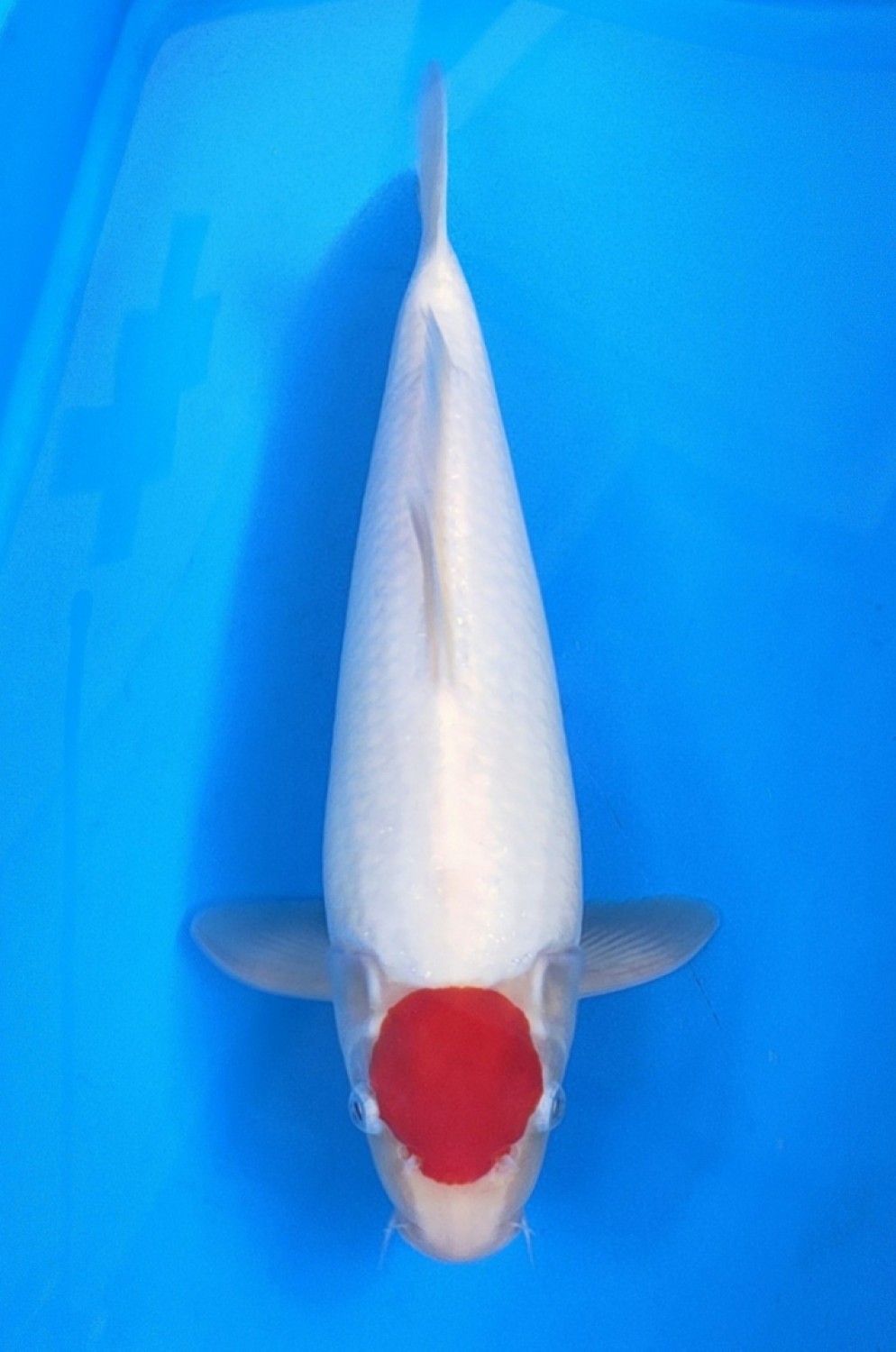 Juara 5