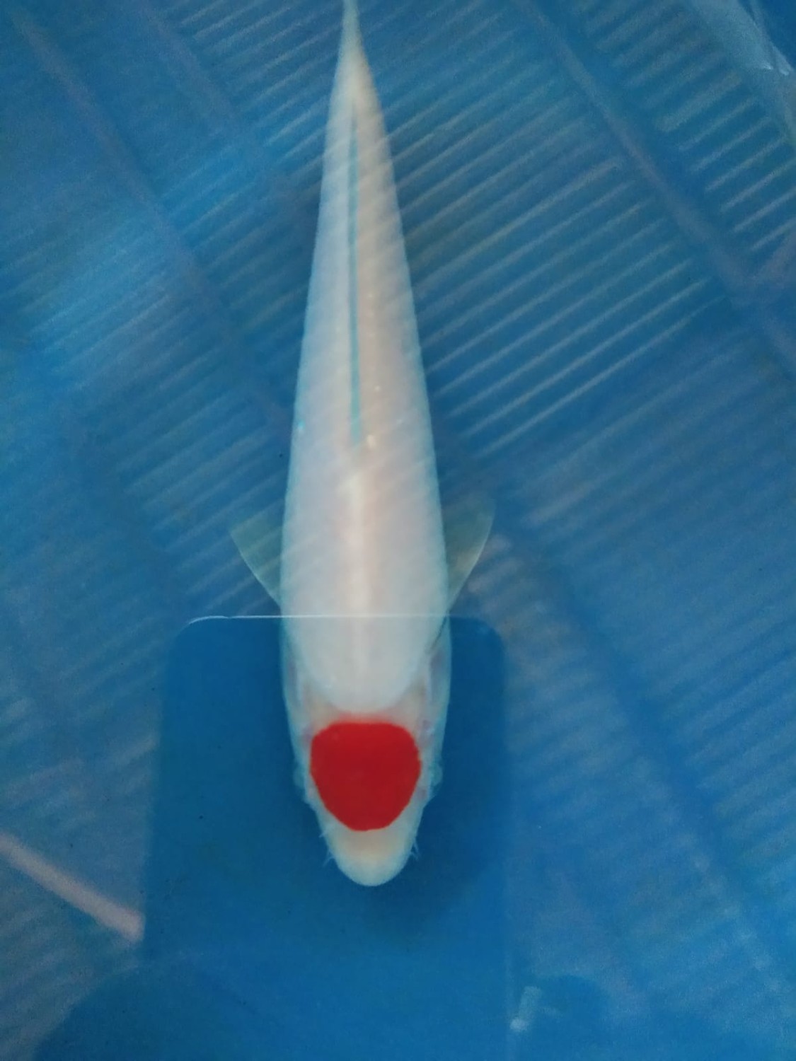 Juara 3