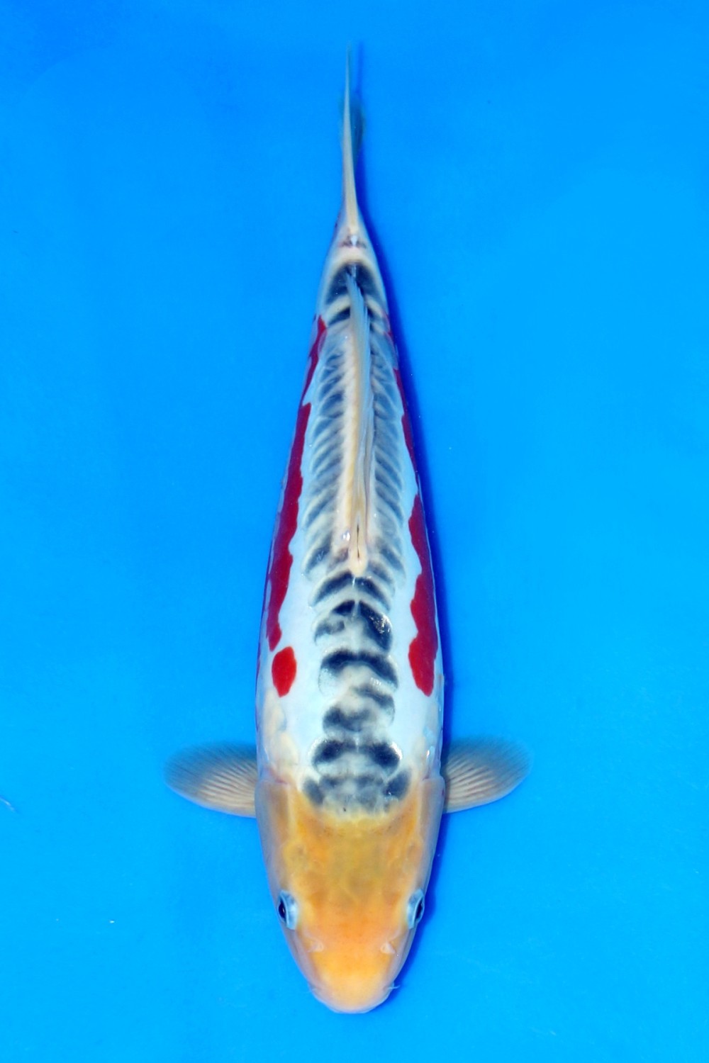 Juara 1