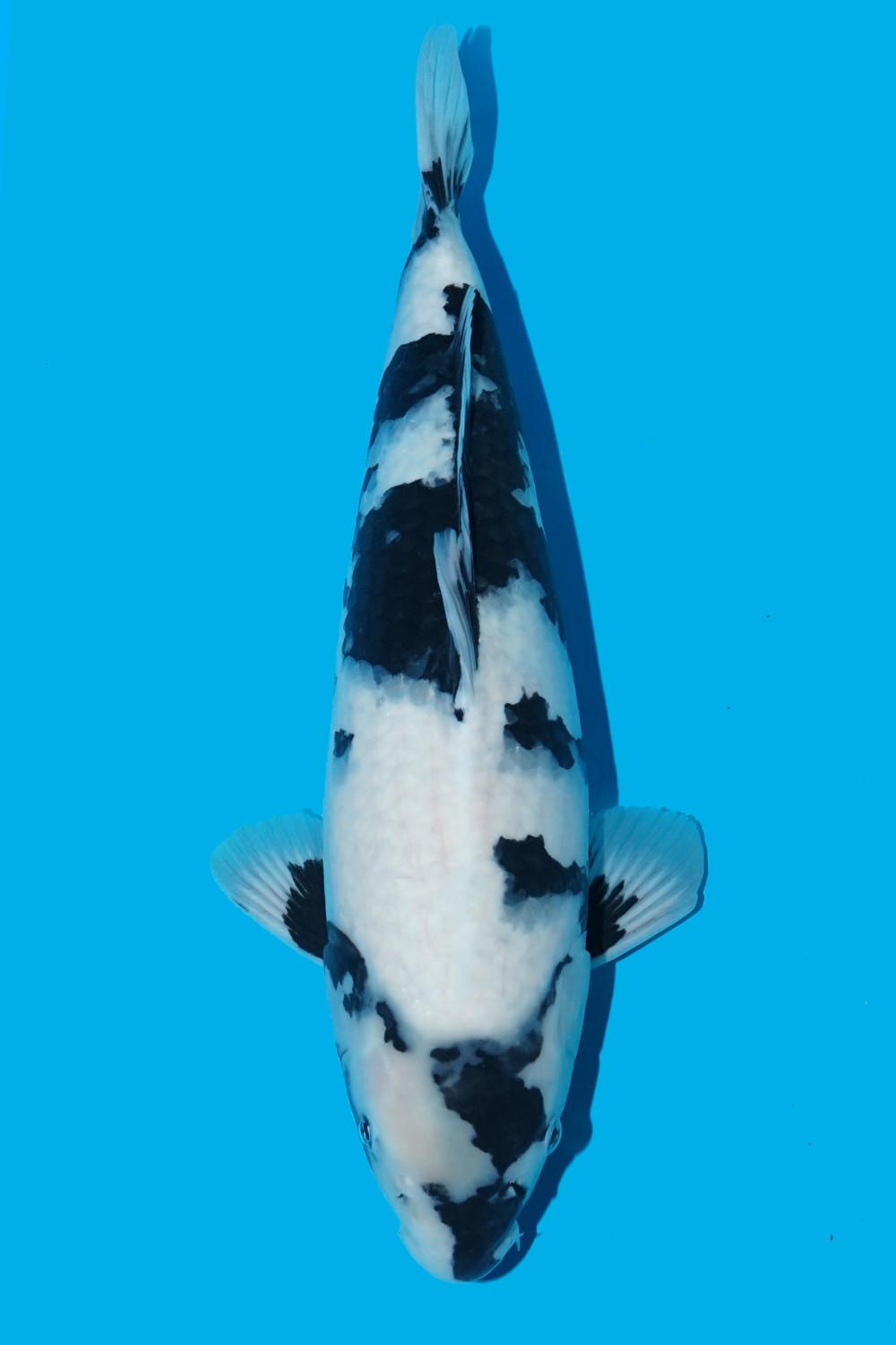 Juara 5