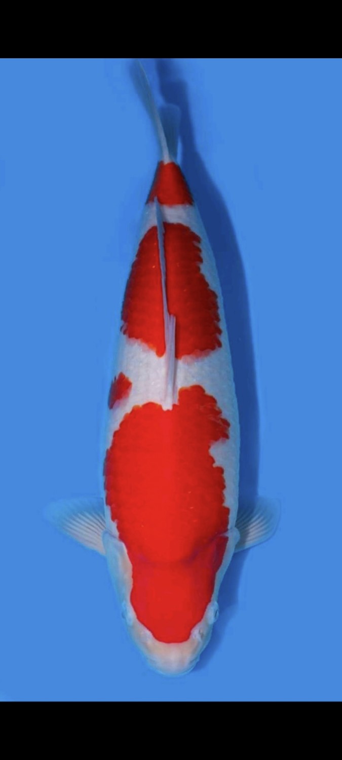 Juara 3