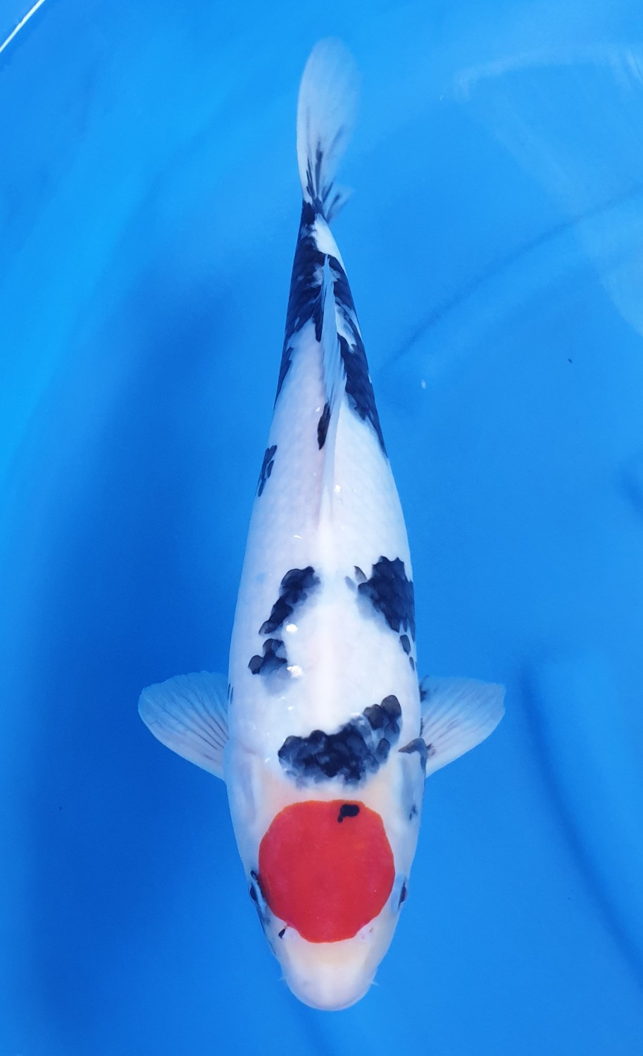 Juara 1