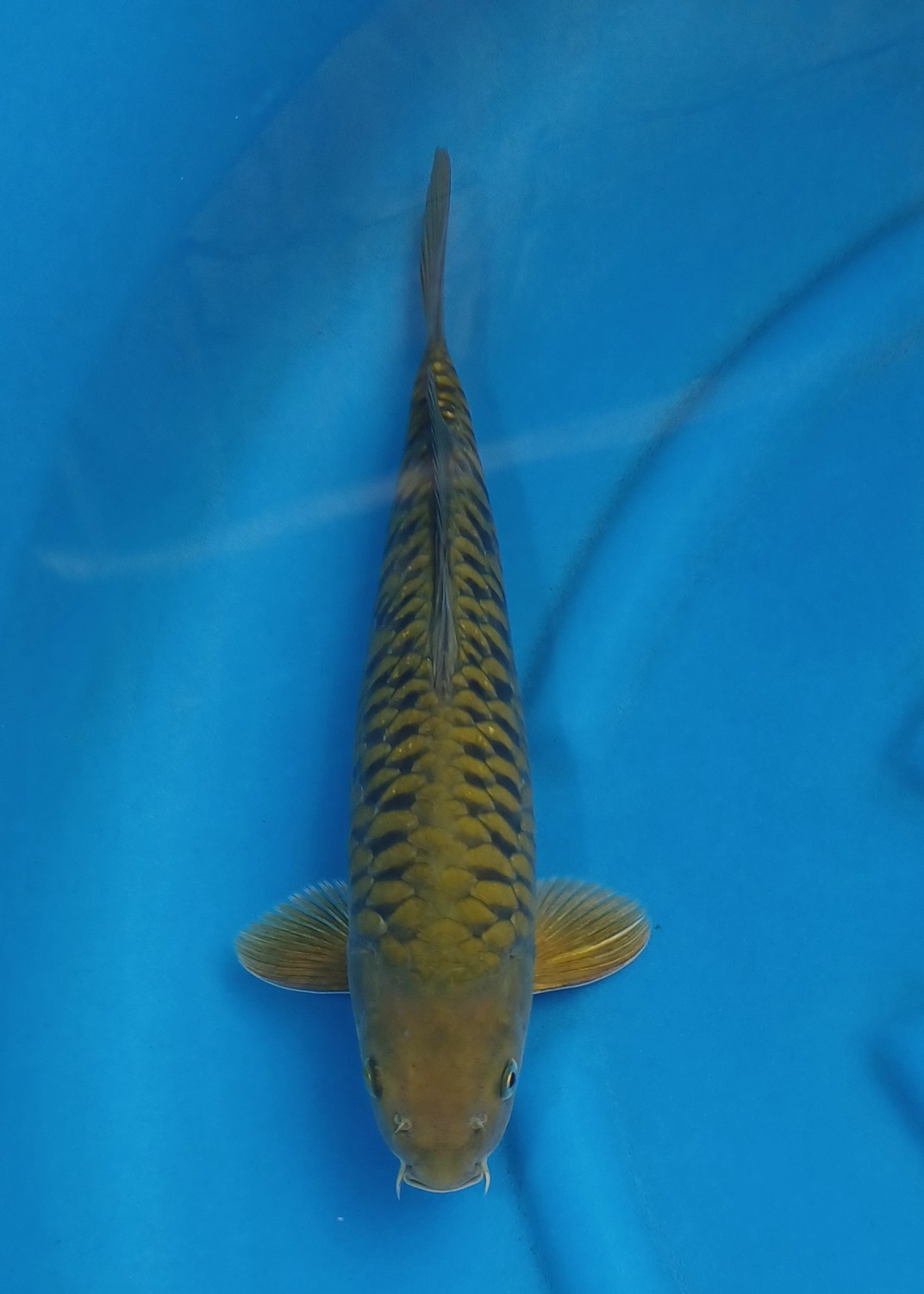 Juara 1