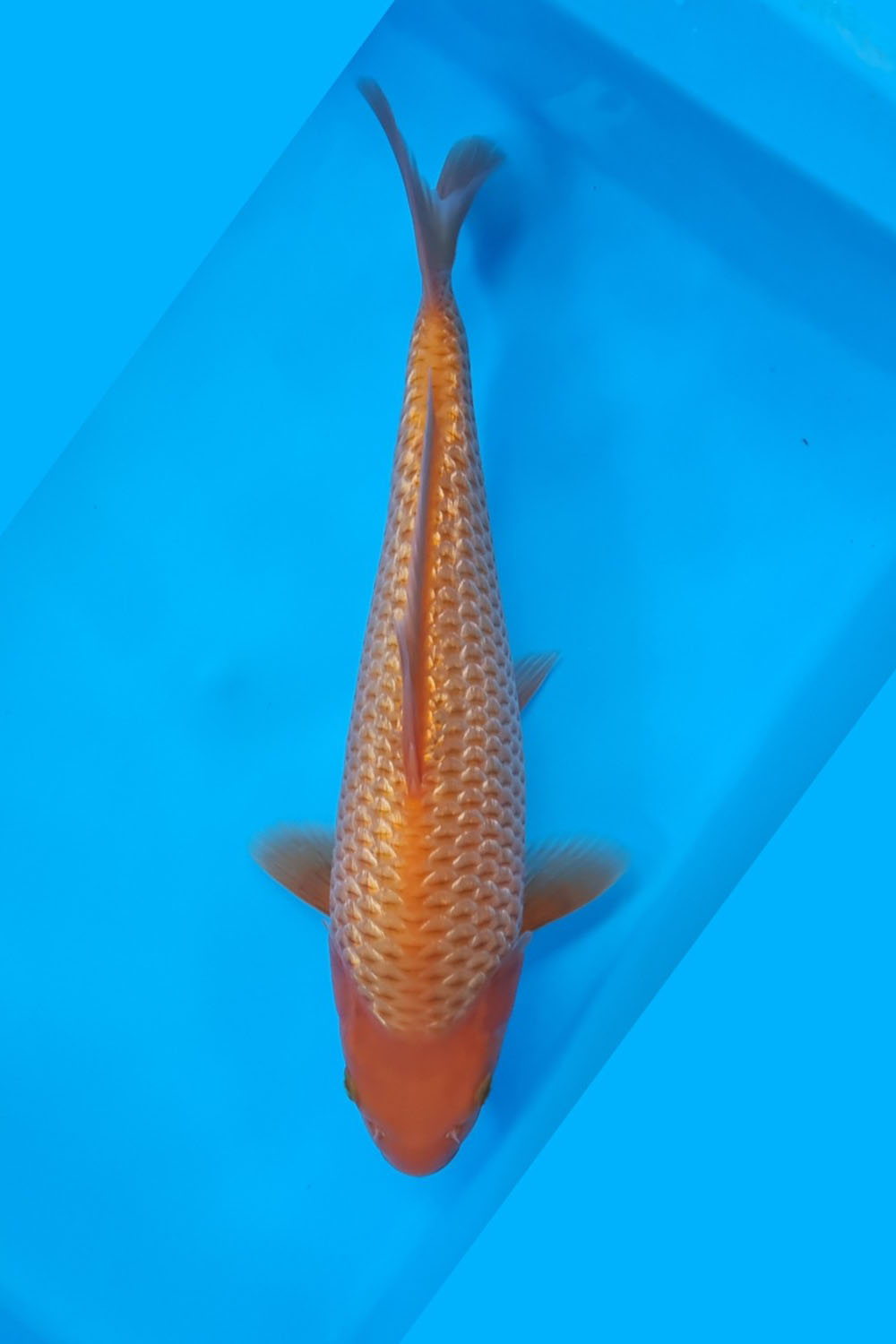 Juara 1
