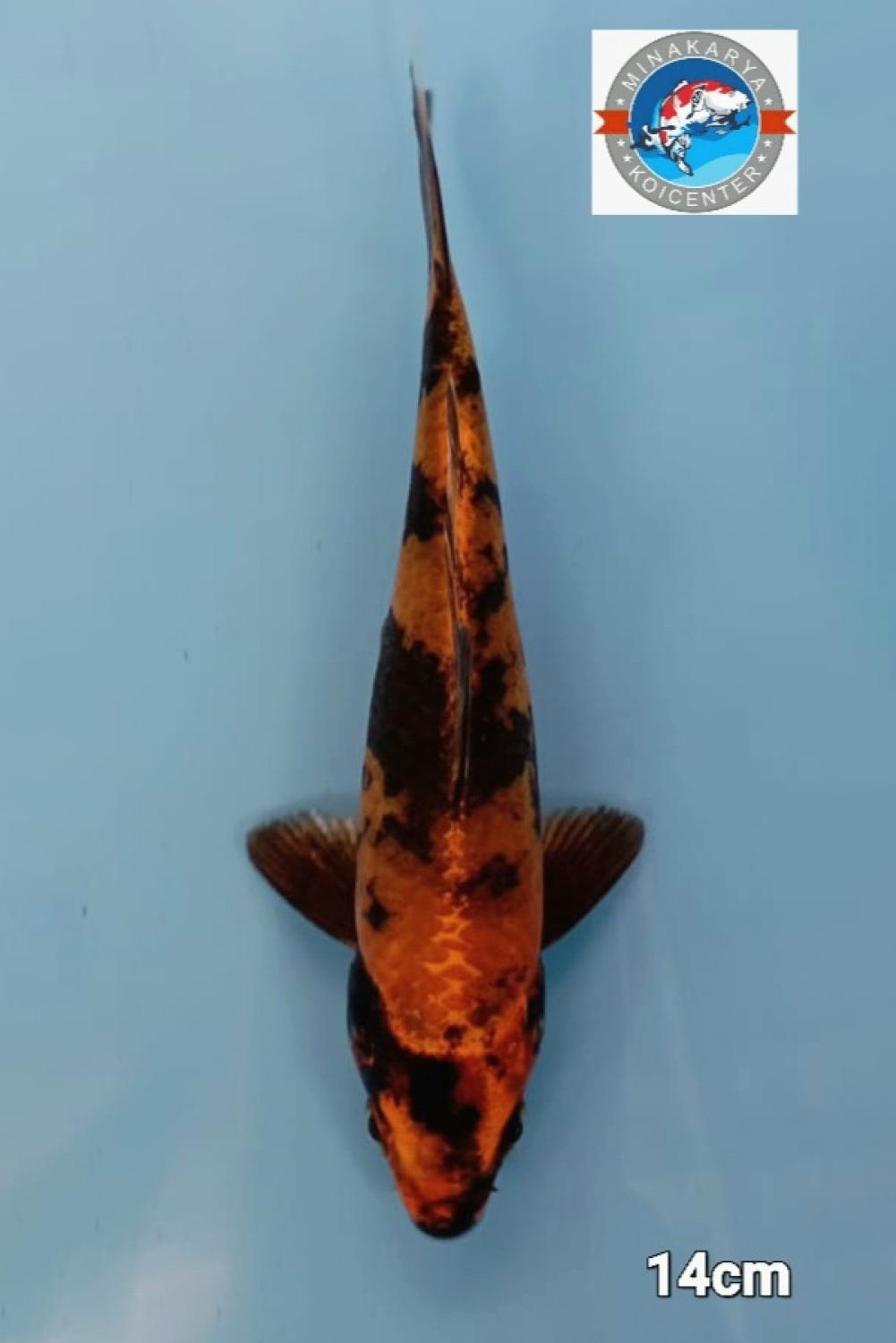 Juara 5