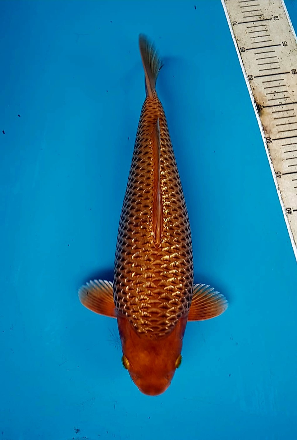 Juara 2