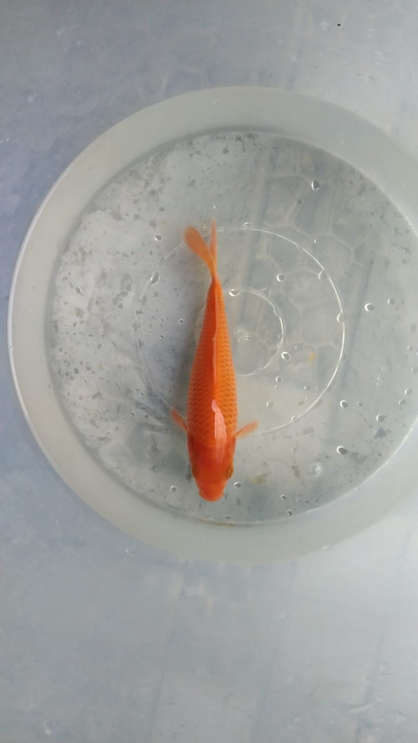 Mini Champion E