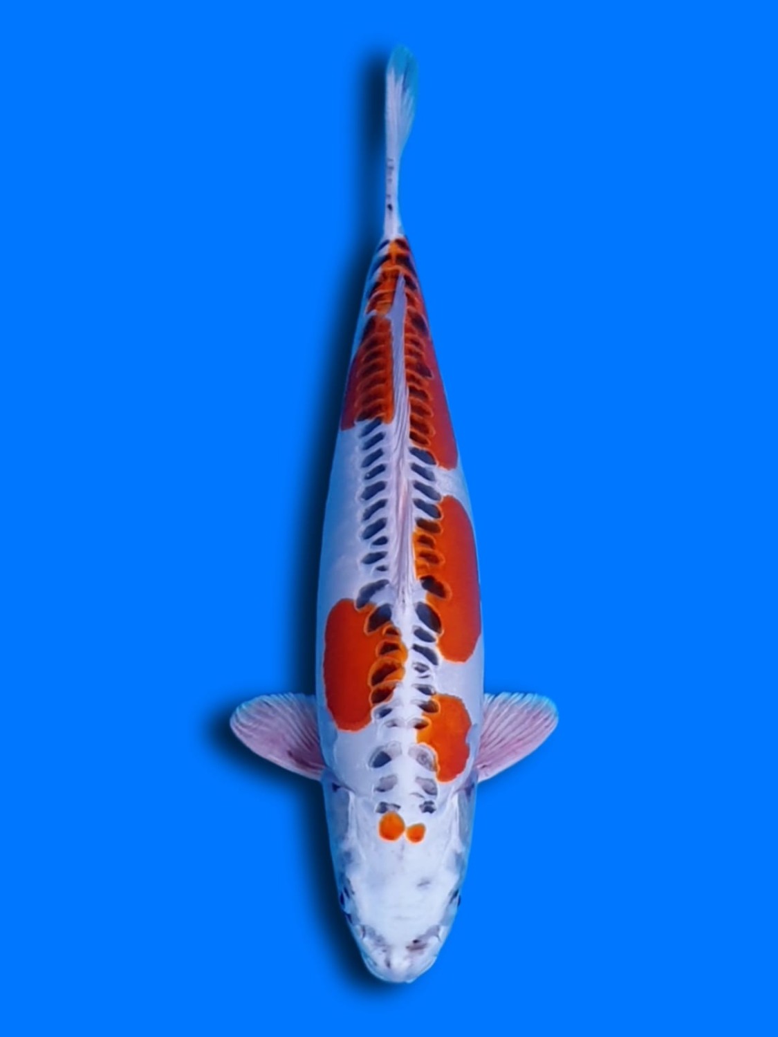 Juara 1