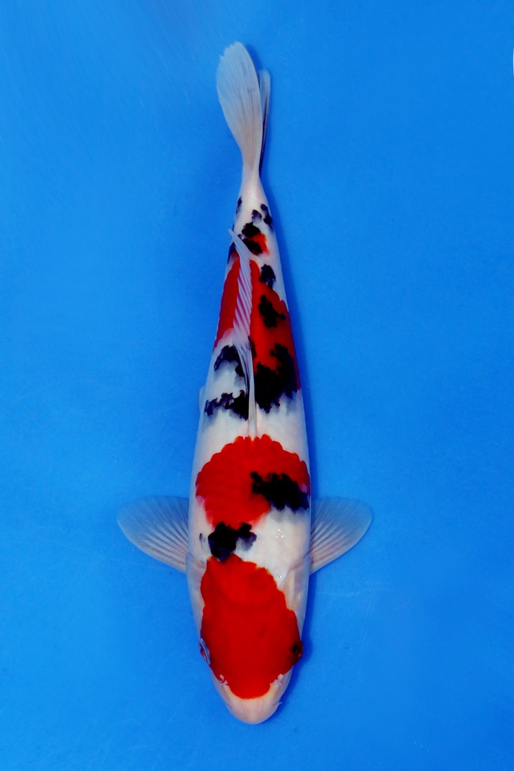 Juara 2