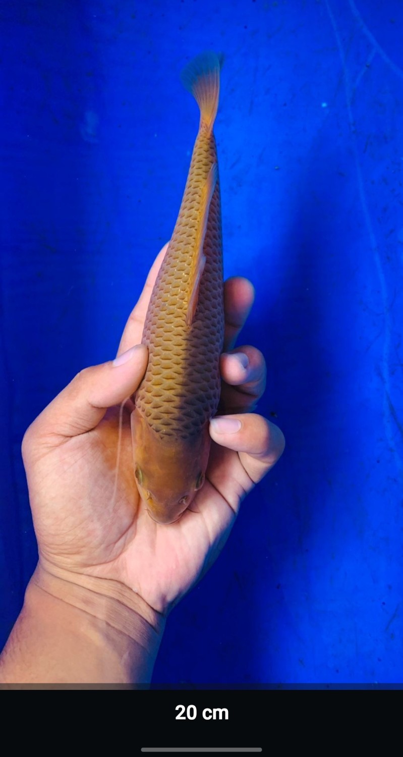 Juara 1