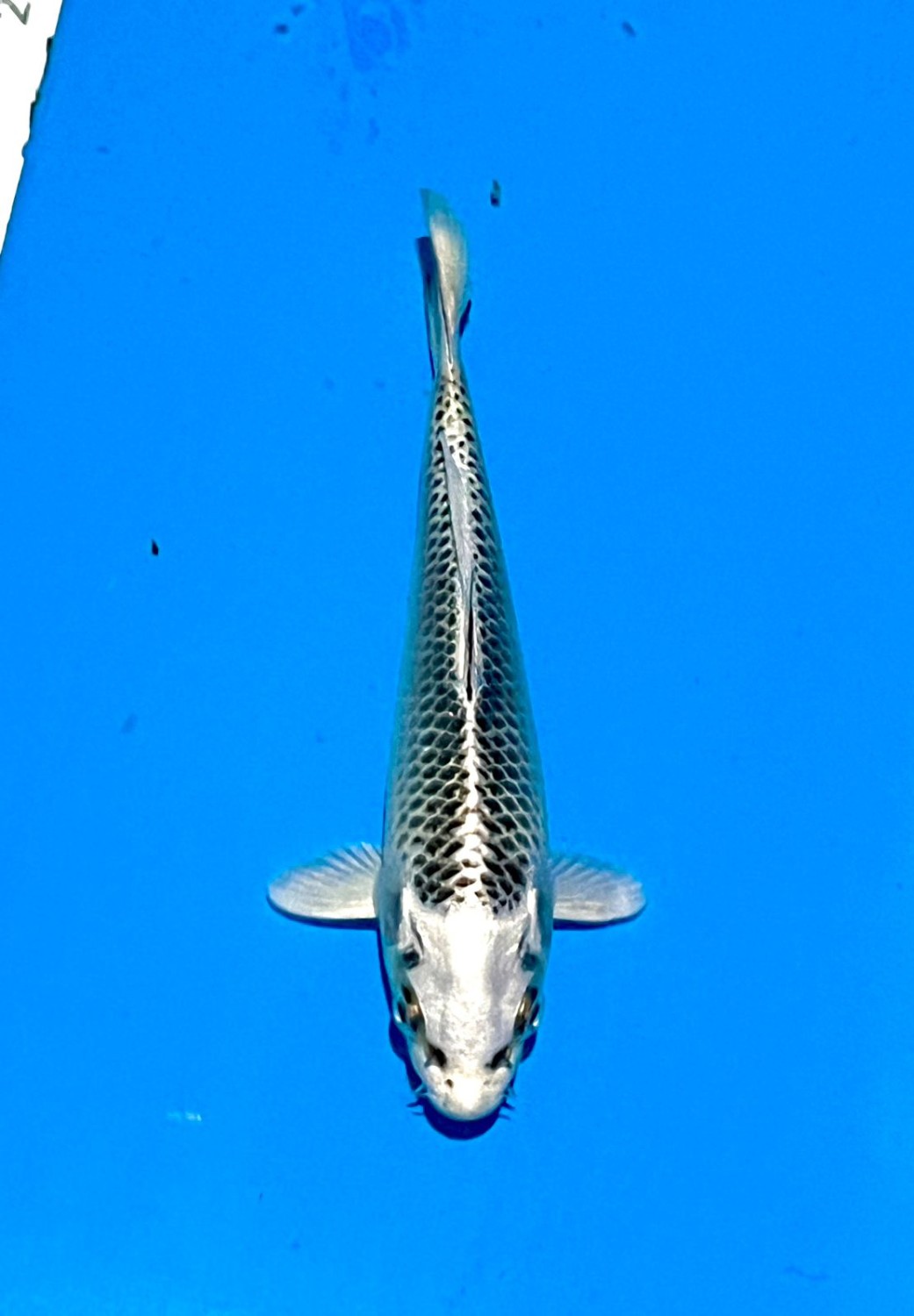 Juara 5