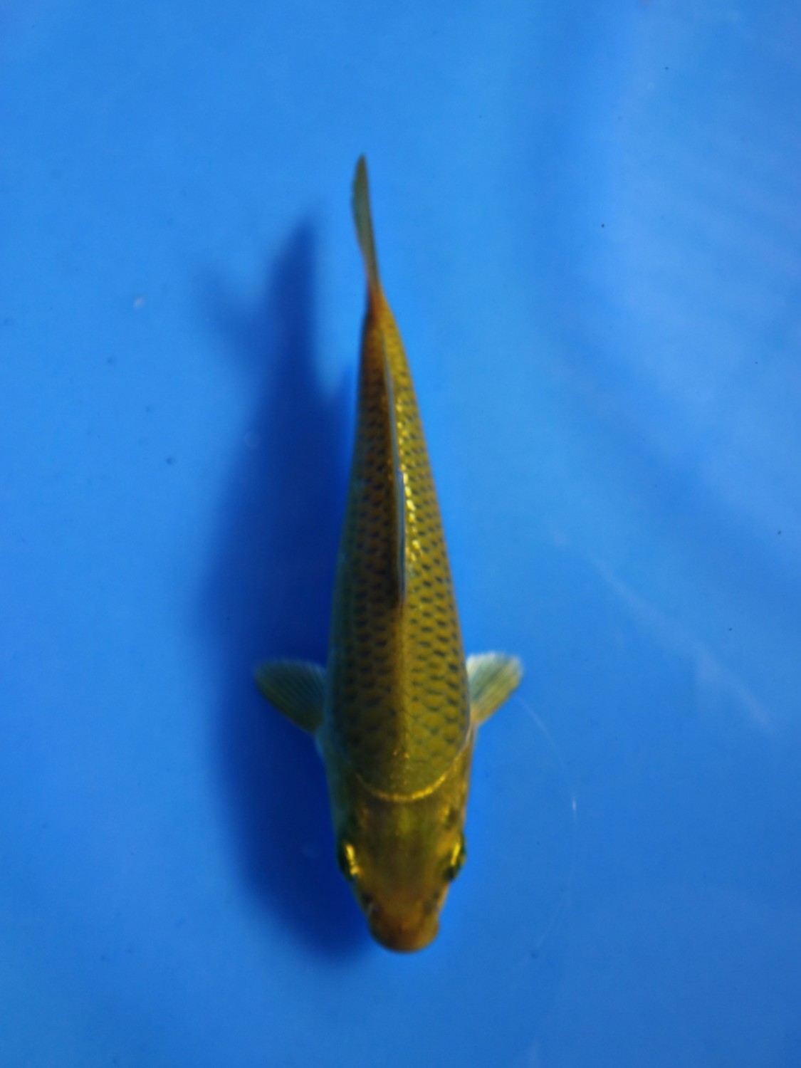 Juara 4