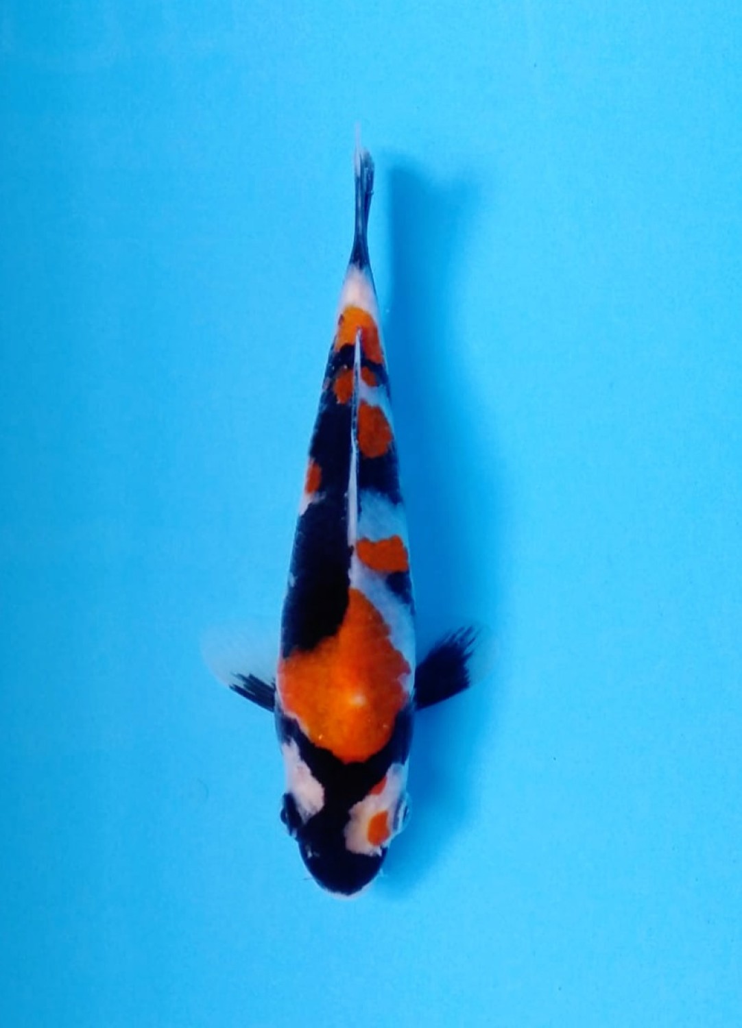 Juara 4