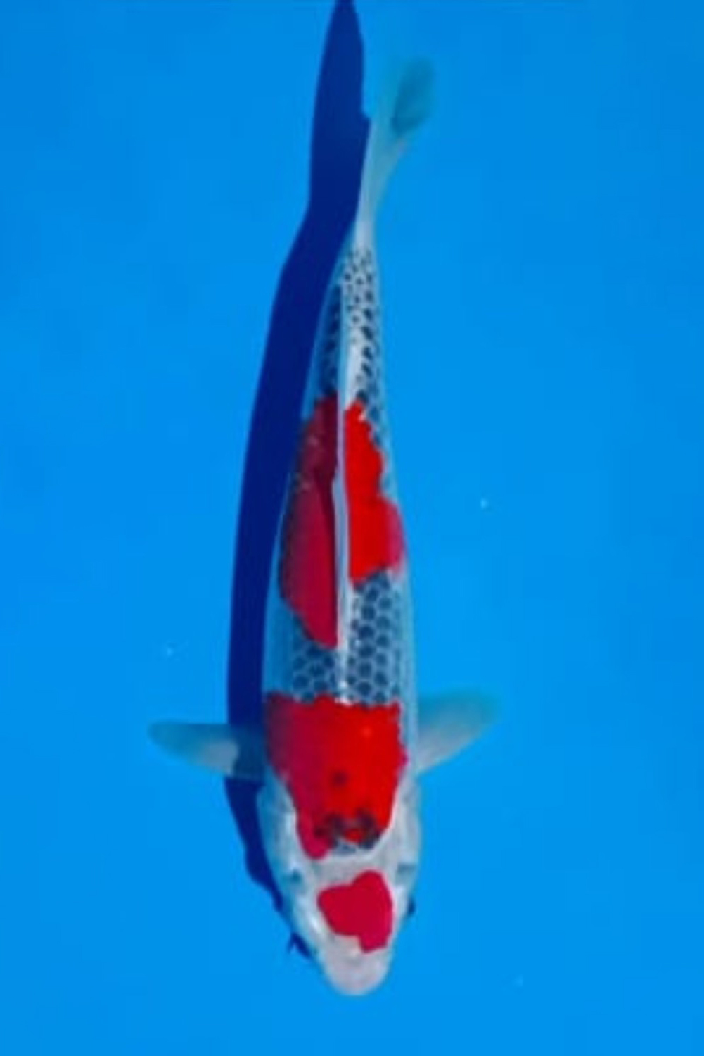 Juara 1
