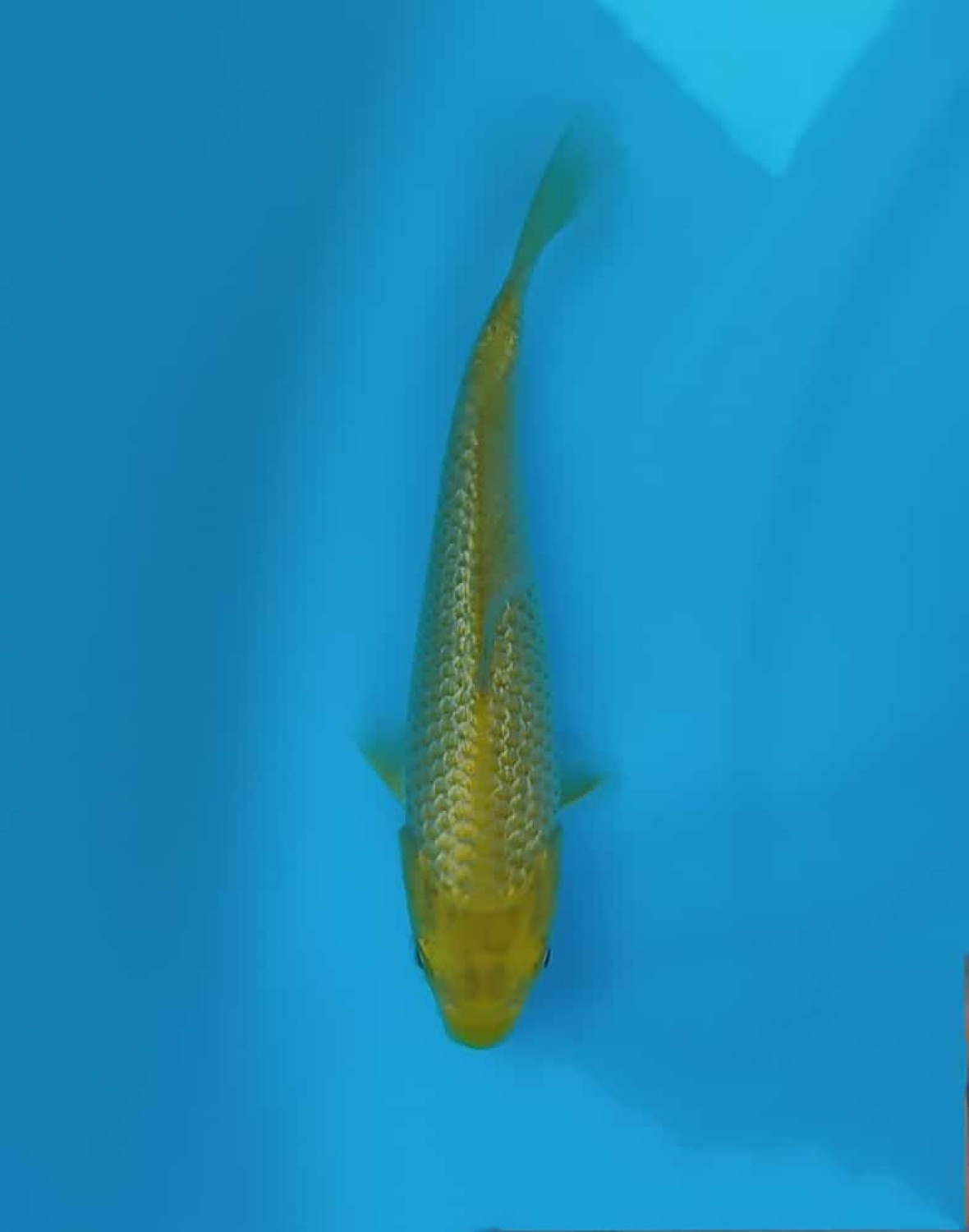 Best In Size E Up To 12 cm