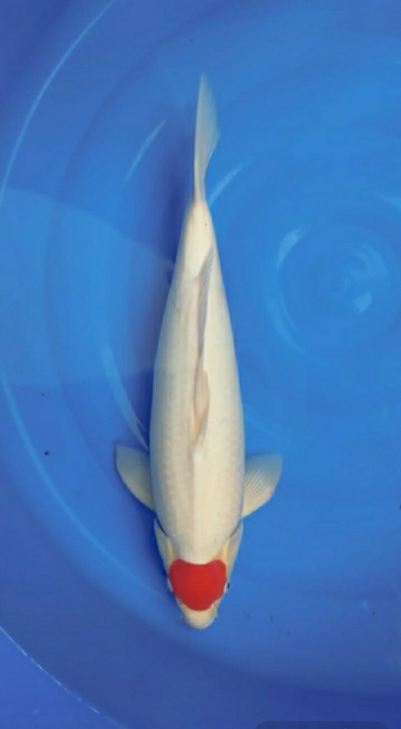 Juara 2