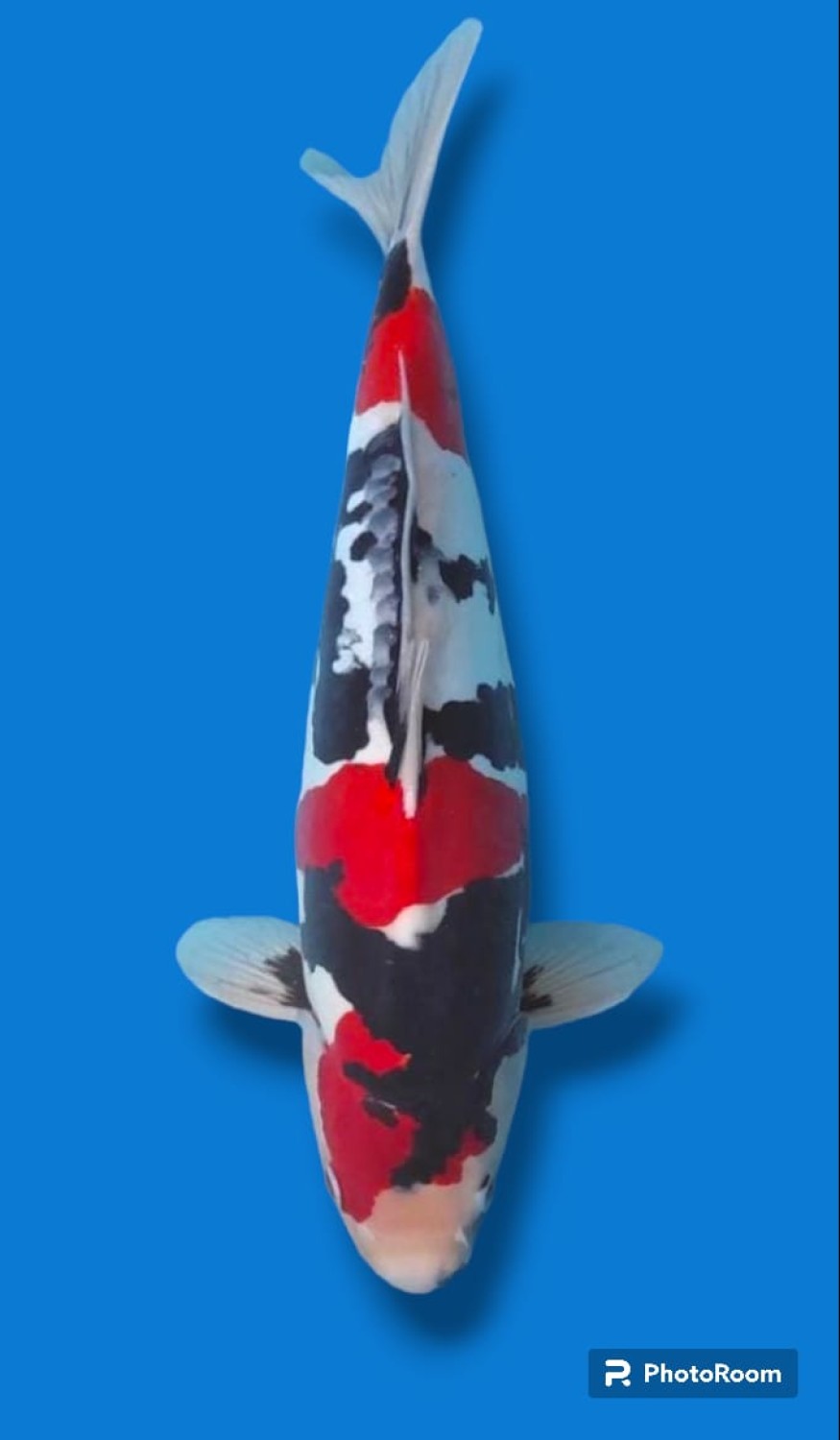 Juara 1