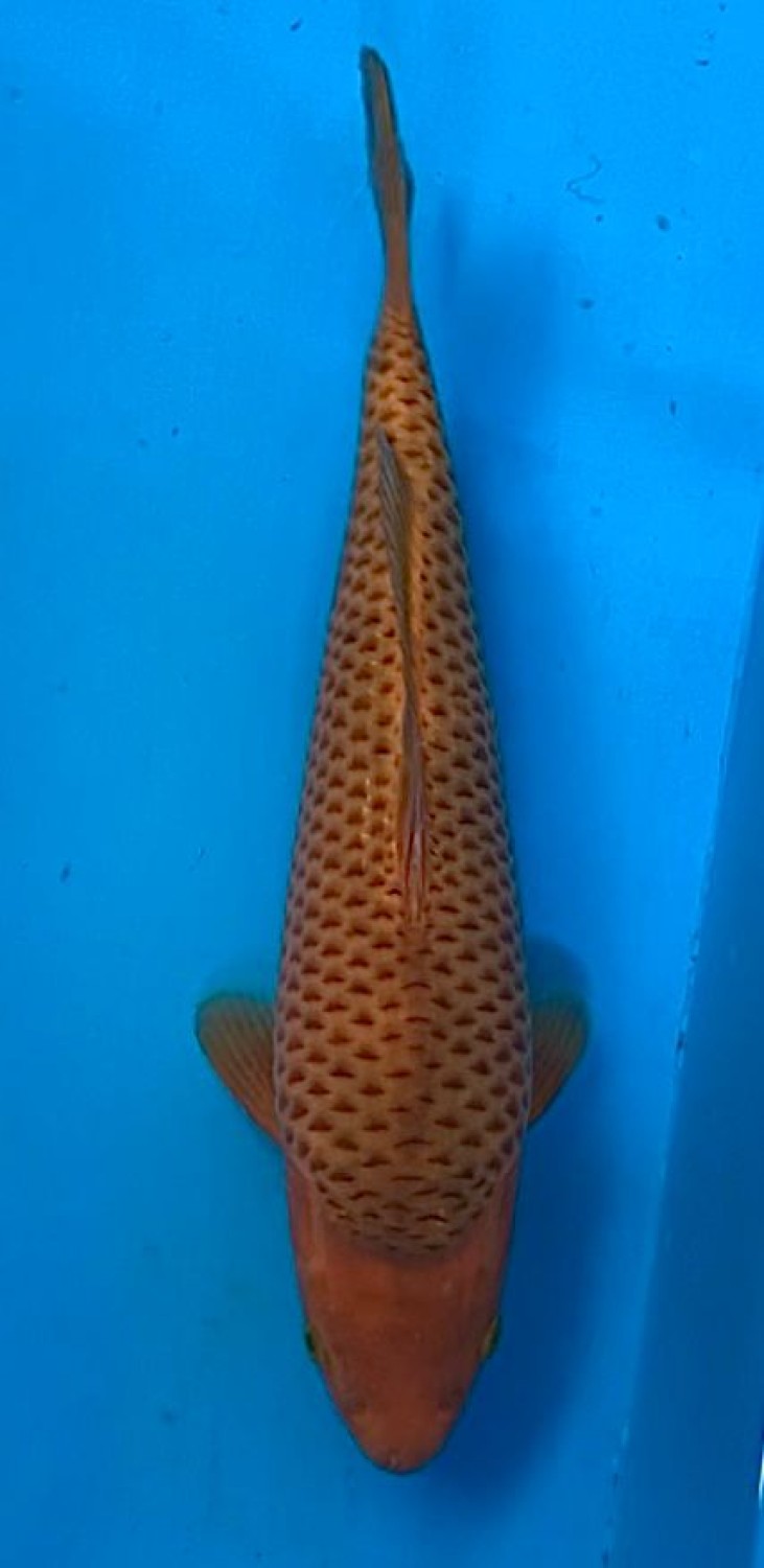 Best In Size E 26 - 30 cm