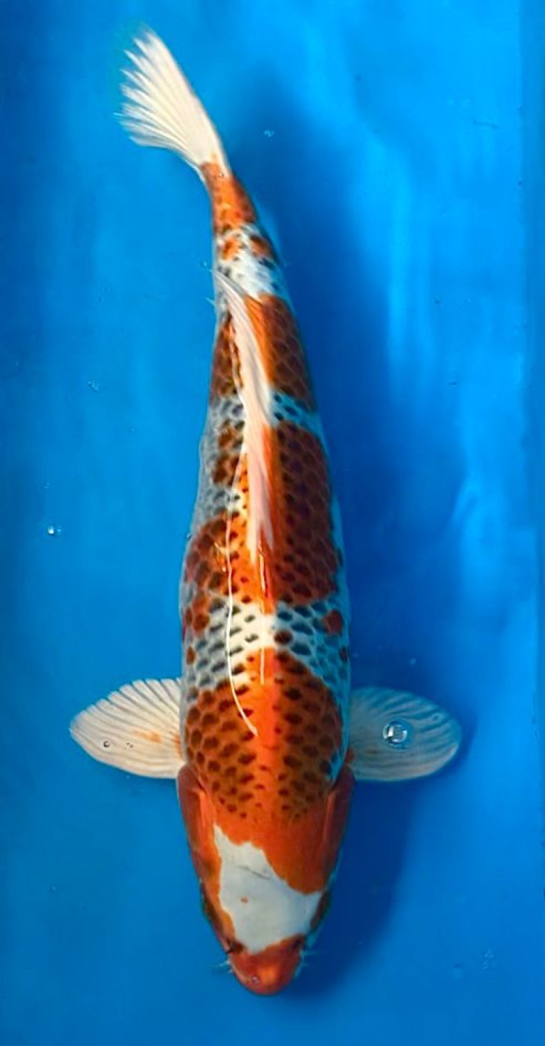 Juara 1