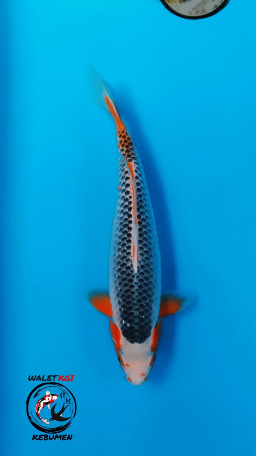 Juara 1