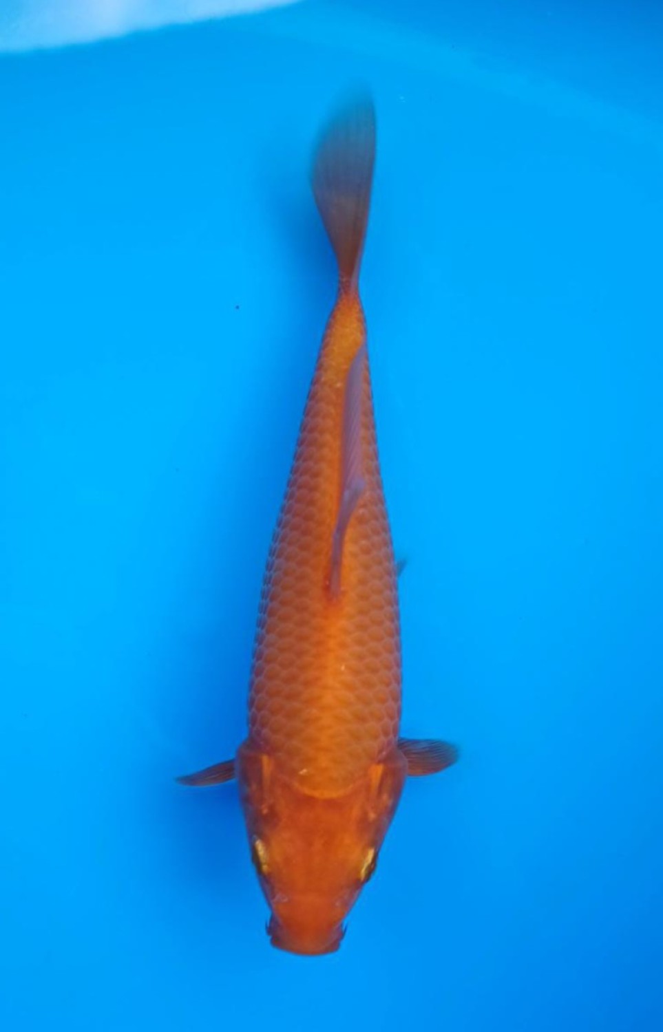 Juara 3