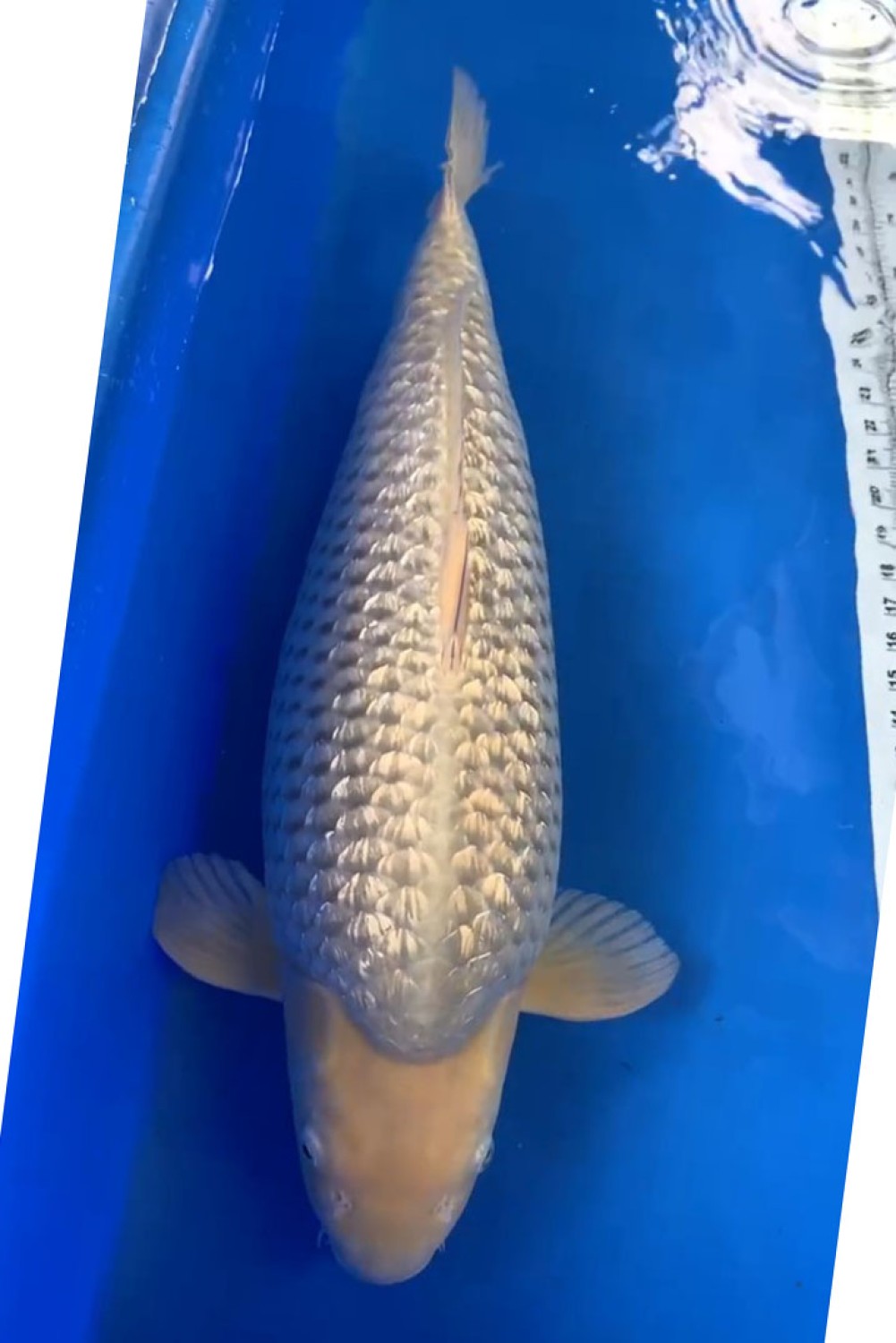 Best In Size E 61 - 65 cm