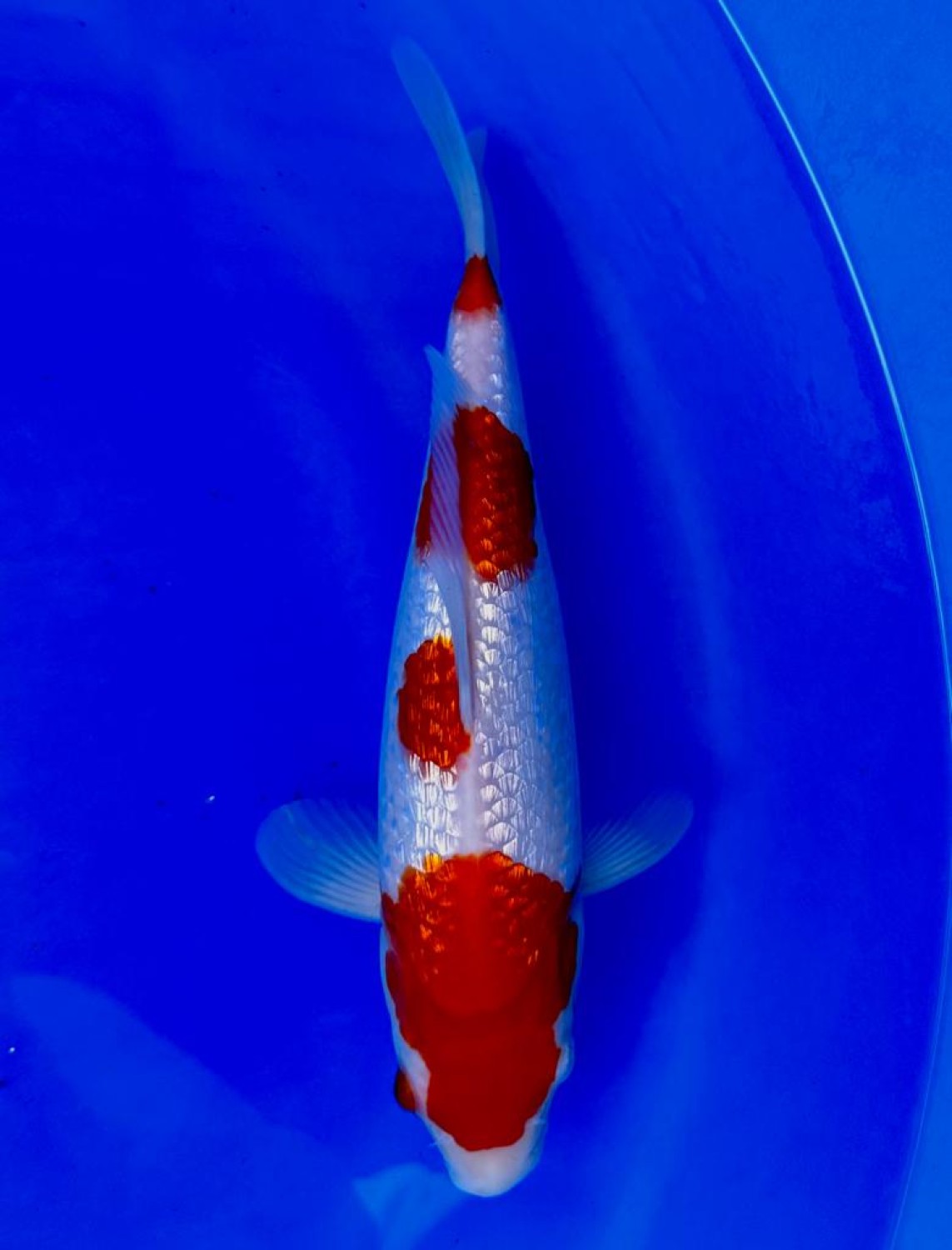 Juara 2
