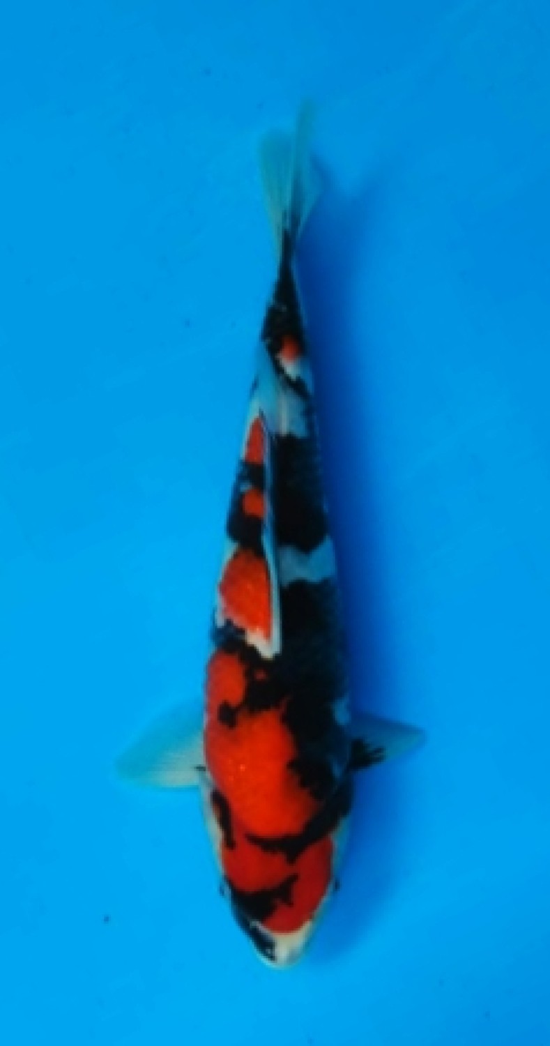 Juara 4