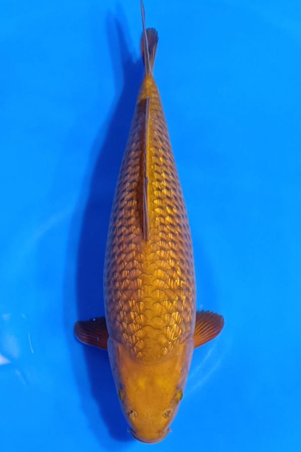 Juara 5