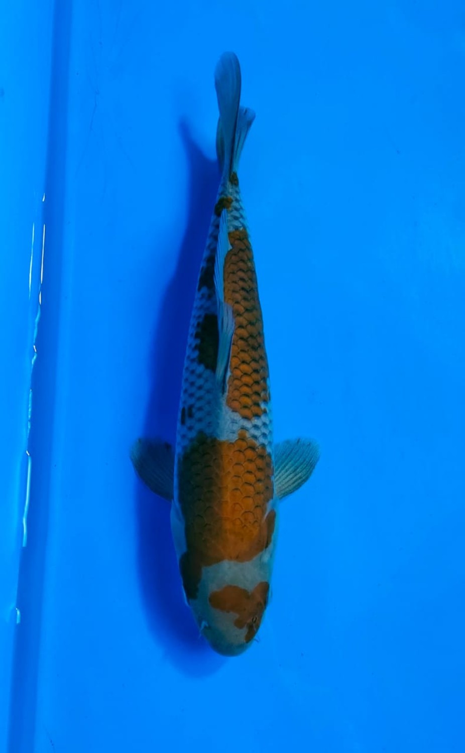 Juara 4