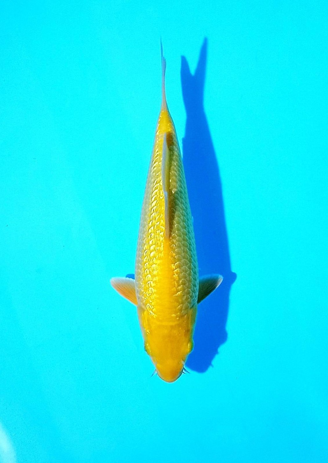 Best In Size E 16 - 20 cm