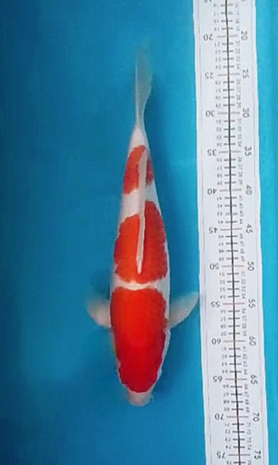 Juara 5