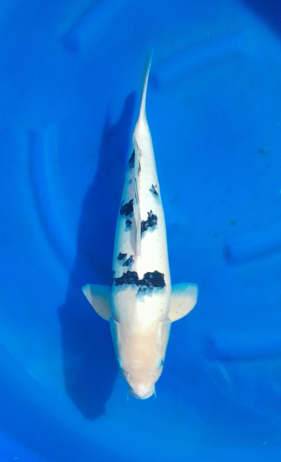 Juara 5