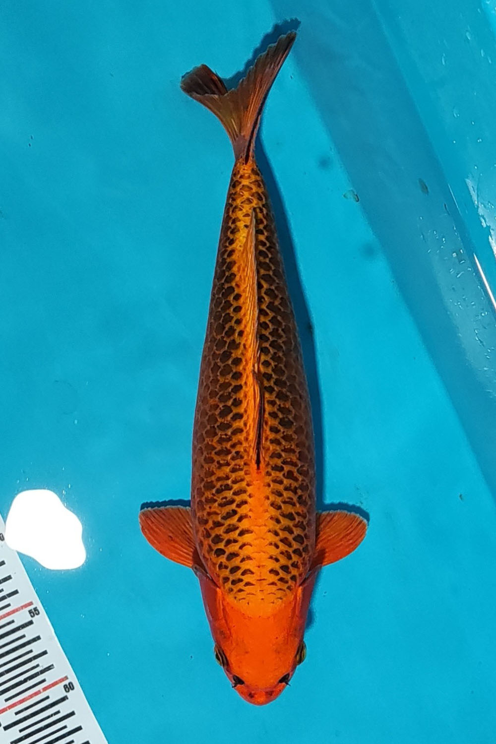 Juara 1