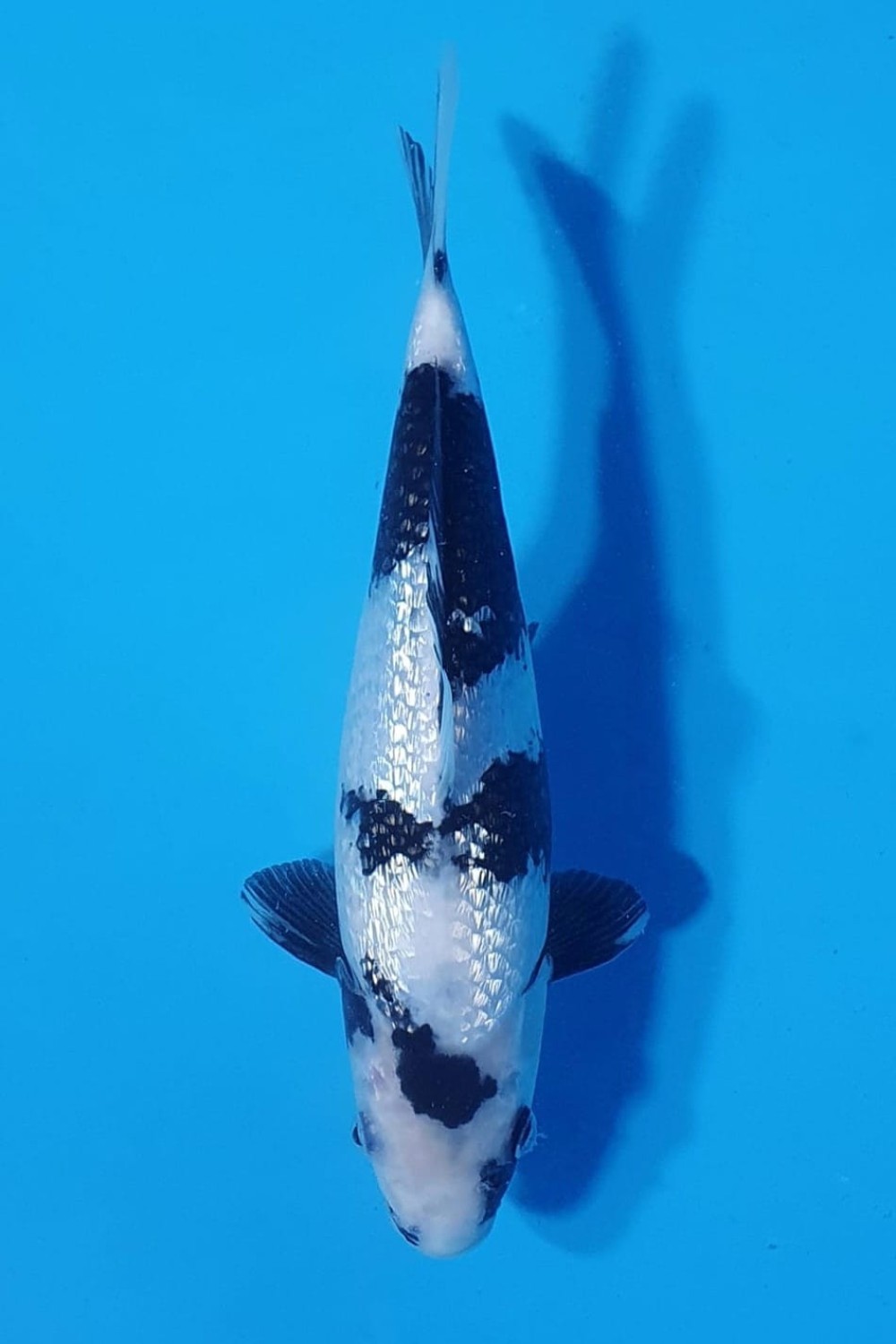 Juara 2