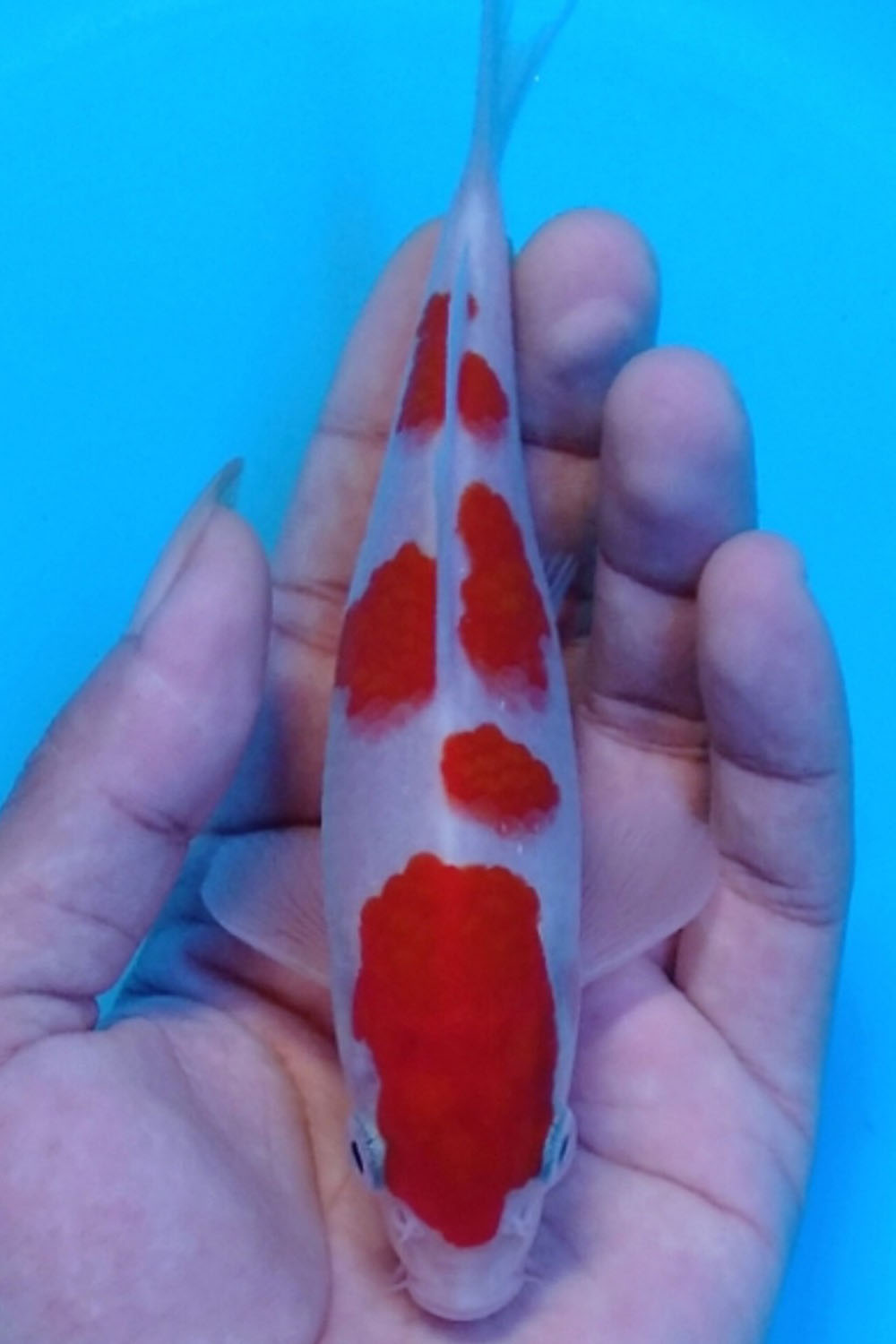 Juara 3